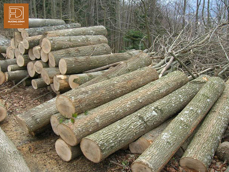 Gỗ tần bì là loại gỗ được phân bố ở vùng khí hậu lạnh