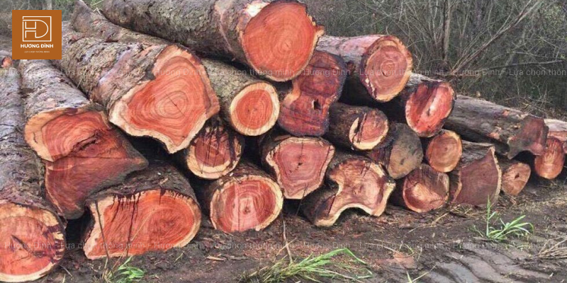 Tìm hiểu về gỗ hương
